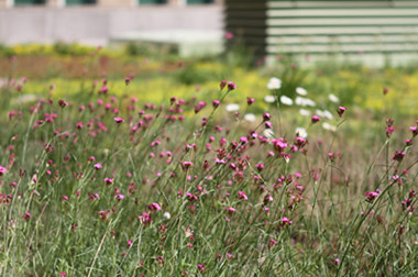 different plants on our green roof