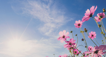 photos of pink flowers in front of the sunny sky